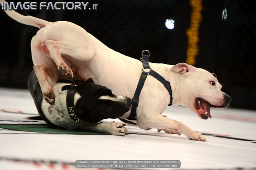 2014-05-03 Milano in the cage 2014 - Mixed Martial Arts 0081 Miscellaneous